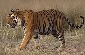 Bengaltiger