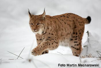 Eurasischer Luchs