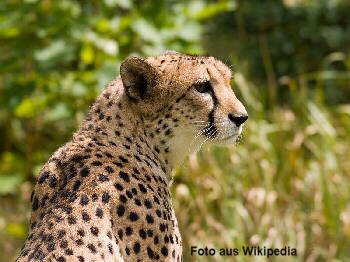 Gepard