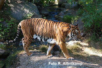 Indochinesischer Tiger