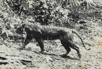 Java-Tiger