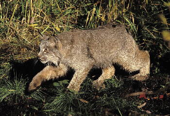 Kanadischer Luchs