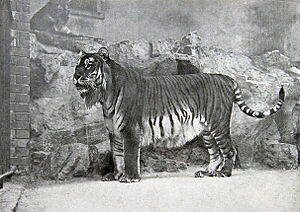 Kaspischer Tiger