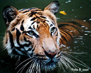 Malaiischer Tiger