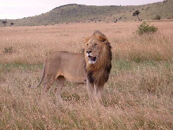 Massai-Lwe