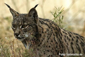 Pardelluchs