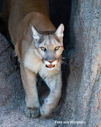 Puma