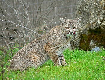 Rotluchs