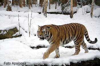 Sibirischer Tiger