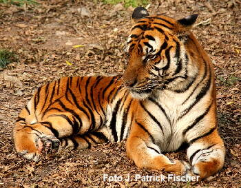 Sdchinesischer Tiger