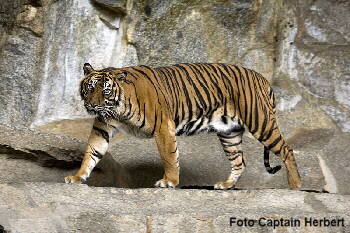 Sumatra-Tiger