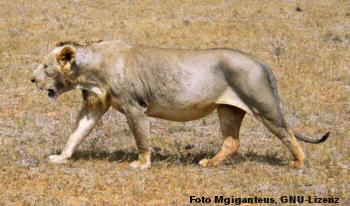 Westafrikanischer Lwe